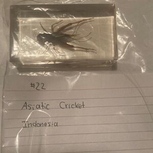 Asiatic Cricket - Indonesia